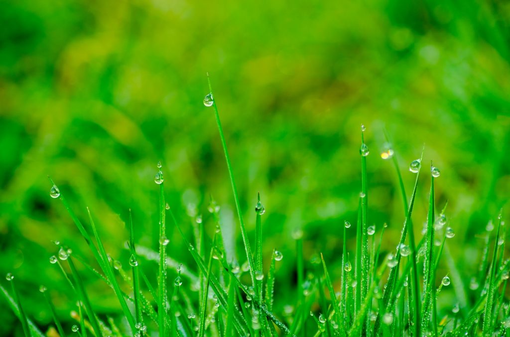 Mow Wet Grass use lubricant